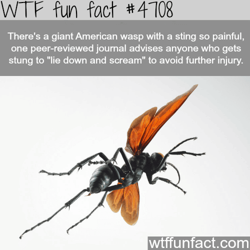 Giant American wasp - WTF fun facts