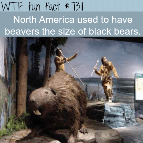 Giant beavers the size of black bears - WTF fun fact