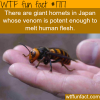 giant hornets in japan wtf fun facts