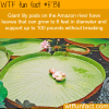 giant lily pads wtf fun facts