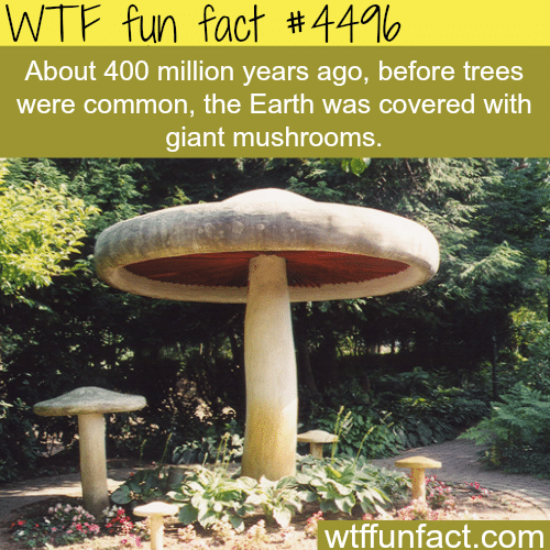 Giant mushrooms covering earth -   WTF fun facts