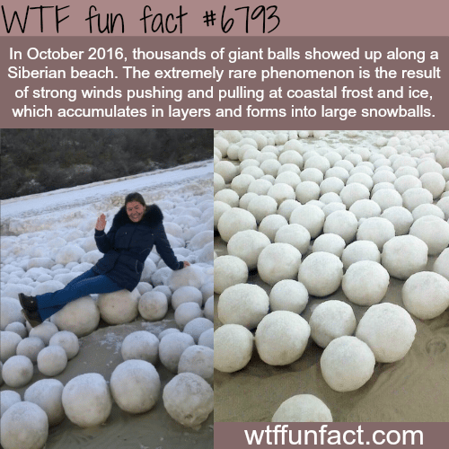 Giant snowballs along a Siberian beach - WTF fun fact