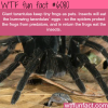 giant tarantulas keep tiny frogs as pets wtf fun