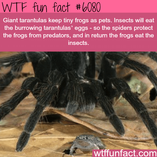 Giant tarantulas keep tiny frogs as pets - WTF fun facts