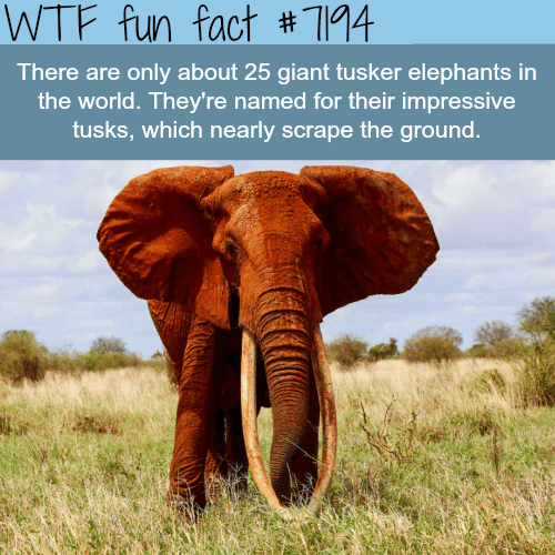 Giant tusker elephants - WTF Fun Fact