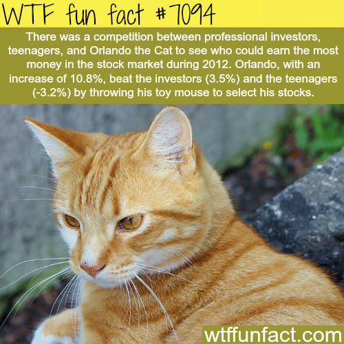 Ginger cat picks stocks better than the professional investors - WTF fun facts