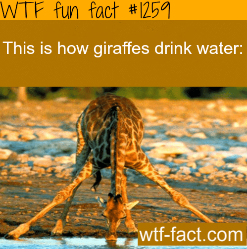 How do giraffes drink water.