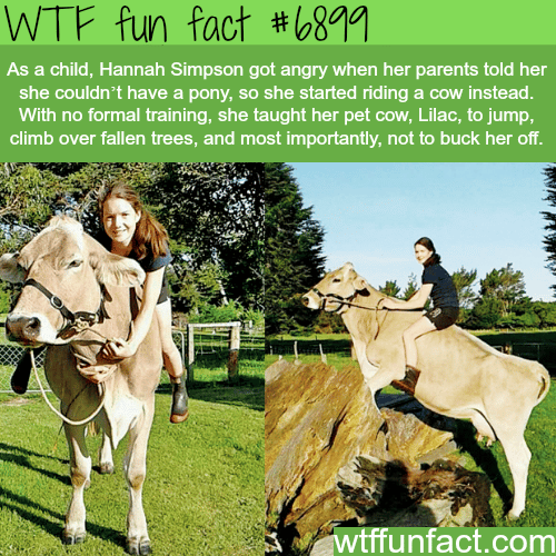 Girl rides her pet cow - WTF fun fact