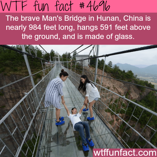Glass bridge in China - WTF fun facts