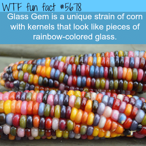 Glass Gem corn - WTF fun fact