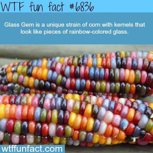 Glass gem - WTF fun fact