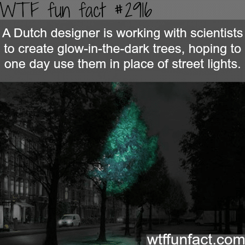 Glow in dark trees -  WTF fun facts