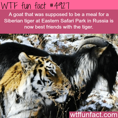 Goat and tiger best friends  - WTF fun facts   
