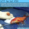 goldfish has a surgery to remove tumor