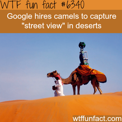 Google uses camels to capture the desert - WTF fun facts