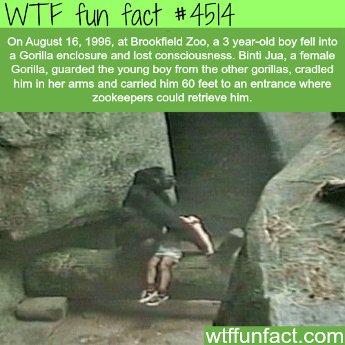Gorilla saves a 3 year-old boy who fell into a Gorilla enclosure -   WTF fun facts