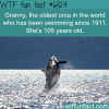 granny the oldest orca in the world wtf fun