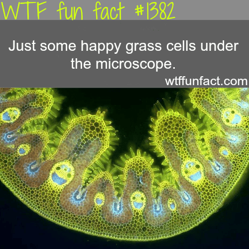 Grass cells under the microscope