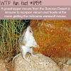 grasshopper mouse wtf fun fact