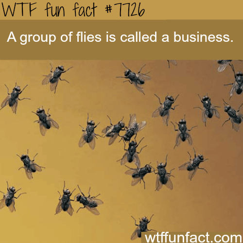 Group of flies - WTF fun facts
