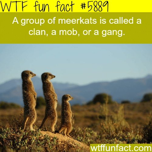 Group of meerkats - WTF fun facts