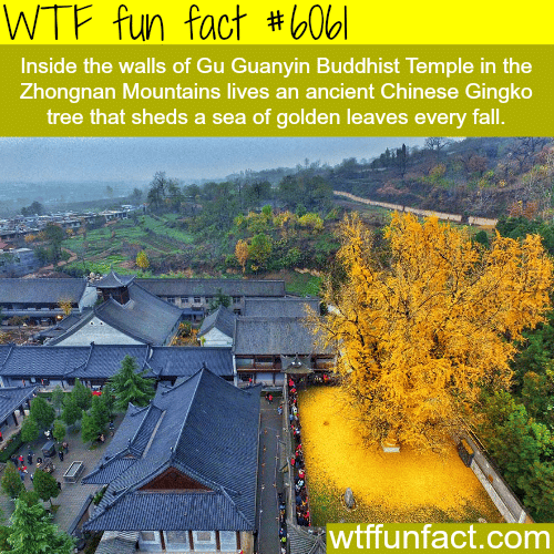 Gu Guanyin Buddhist Temple - WTF fun facts
