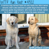 guide dog guides a guide dog wtf fun facts