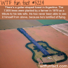 guitar shaped forest in argentina wtf fun facts