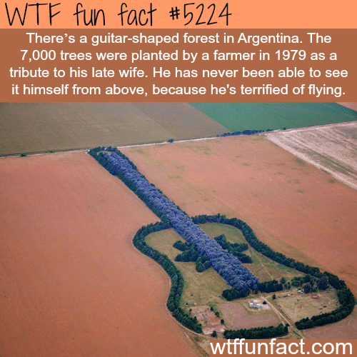 Guitar-shaped forest in Argentina - WTF fun facts