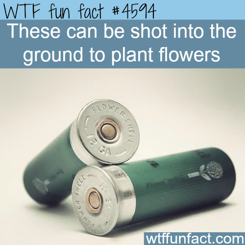 Guns and roses -   WTF fun facts
