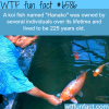 hanako the koi fish wtf fun facts