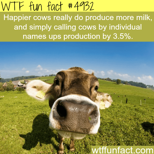 Happy cows produce more milk - WTF fun facts  