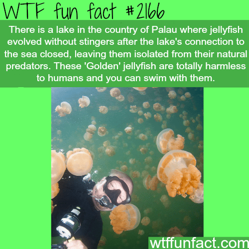 Harmless jellyfish - WTF fun facts