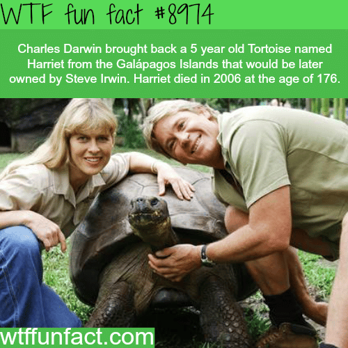 Harriet the Tortoise - WTF fun fact