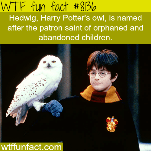 Harry Potter facts - WTF fun facts