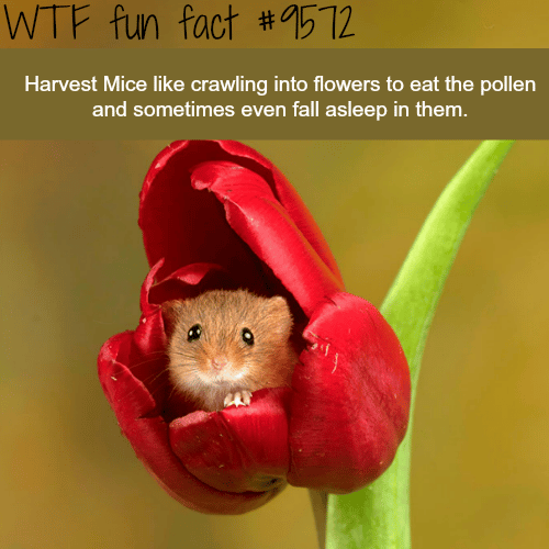 Harvest Mice - WTF fun fact