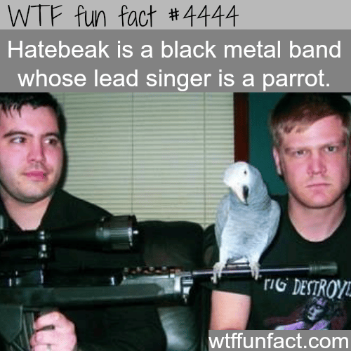 Hatebeak is a black metal band with a parrot as lead singer -   WTF fun facts