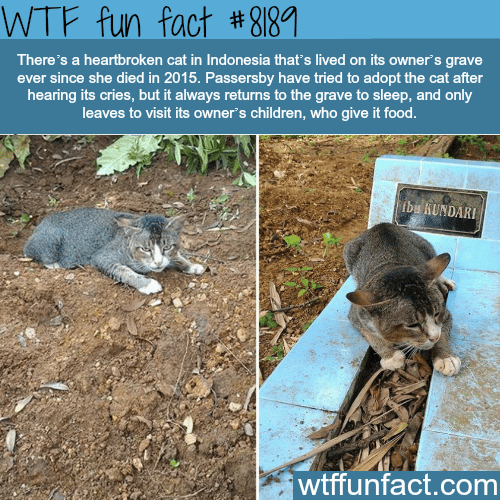 Heartbroken cat doesn’t want to leave it’s owners grave - WTF fun fact