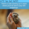 hedgehog cafe in japan wtf fun facts