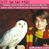 hedwig harry potters owl