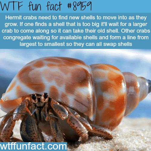 Hermit Crabs - WTF fun facts