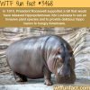hippopotamuses in louisiana