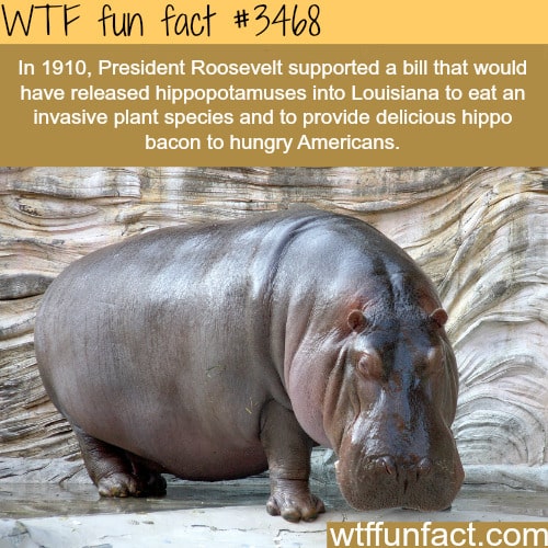 Hippopotamuses in Louisiana -  WTF fun facts