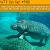 hippos can sleep underwater wtf fun fact