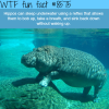 hippos can sleep underwater wtf fun facts