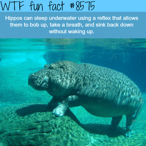 Hippos can sleep underwater - WTF fun facts
