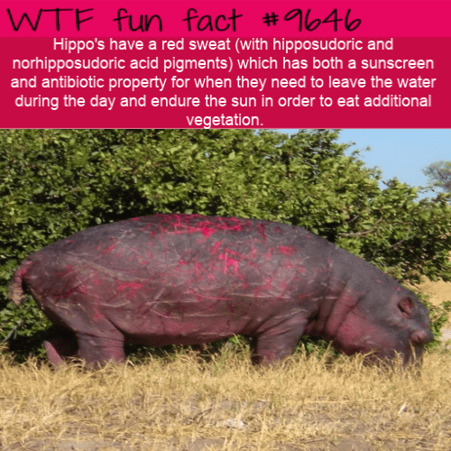 Hippo’s have a red sweat (with hipposudoric and norhipposudoric acid pigments) which has both a sunscreen and antibiotic property for when they need to leave the water during the day and endure the sun in order to eat additional vegetation.