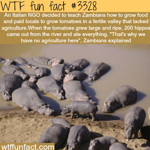 Hippos in Zambia -  WTF fun facts