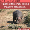 hippos licking massive crocodiles