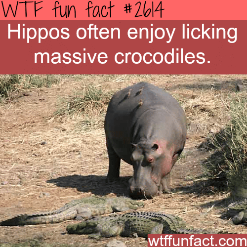 Hippos licking massive crocodiles - WTF fun facts